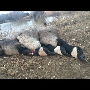 Meet your Posher, Brady